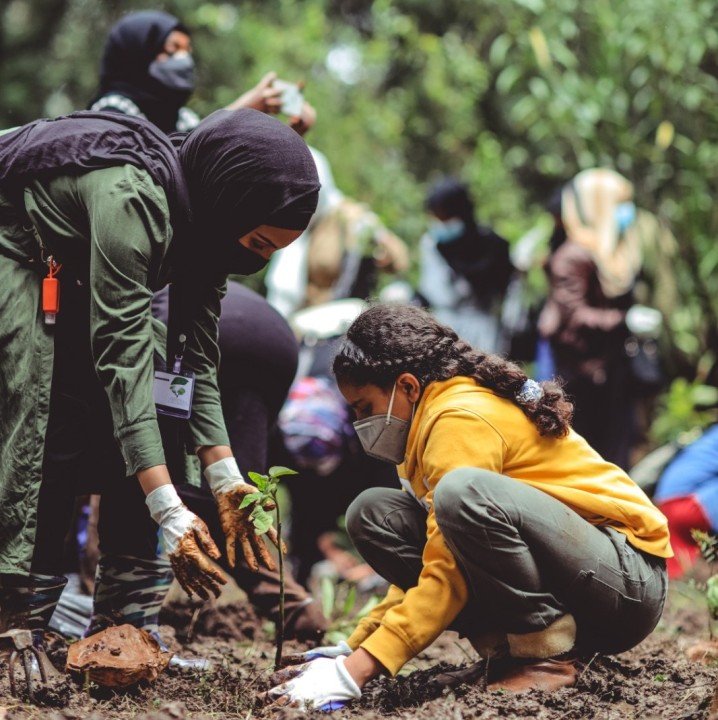 Volunteers in face masks plant saplings in soil outdoors.